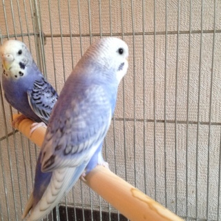 セキセイインコ   良い飼い主様に巡り合えました。