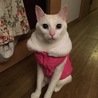 の写真