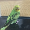 幼いインコが３羽います