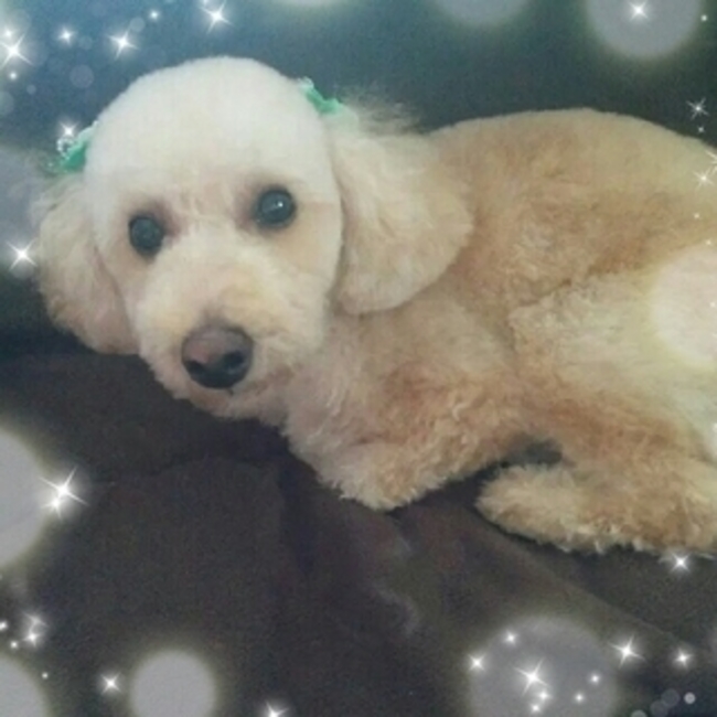 ぱぎ子のカバー写真