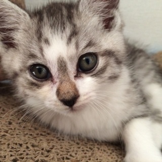 アメショーぽい子猫２匹