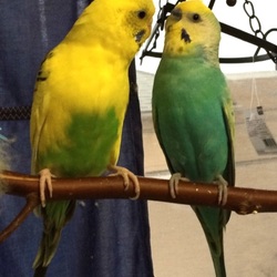 「不思議な三角関係」サムネイル2