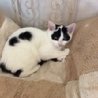 どう？私の毛色柄♥あたし、ランラン っていうのよ♪