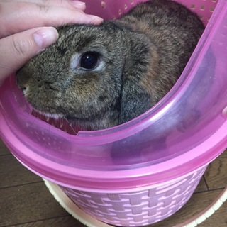 3ヶ月の甘えん坊ロップイヤーのショコラちゃん！