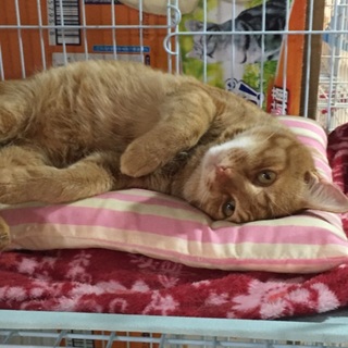 人大好き茶トラ☆