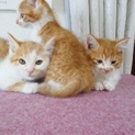 そっくりな姉弟の　子猫ちゃんたち