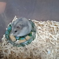 凛瑚（りんご）