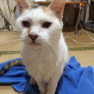 落ち着きある人大好き三毛猫さん☆