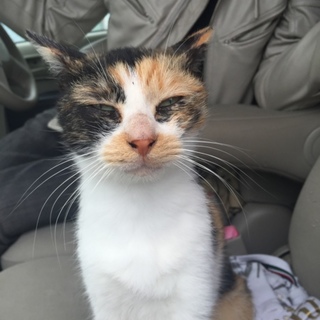 人懐っこい三毛猫ちゃん！