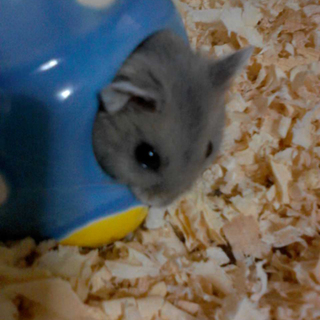 ジャンガリアンハムスター