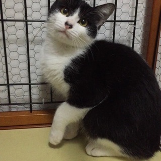 去勢すみ★ハチワレ美猫★