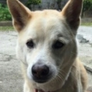 里親を募集しています