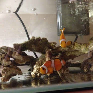 カクレクマノミ♥️
