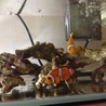 カクレクマノミ♥️
