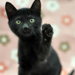小さめな黒猫の女の子★マクロちゃん