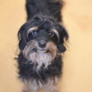 散歩、抱っこ、遊ぶの大好き、アキラです☆