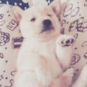 子犬、募集を一時停止します。