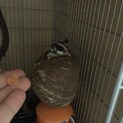 フクロモモンガ ♀1歳