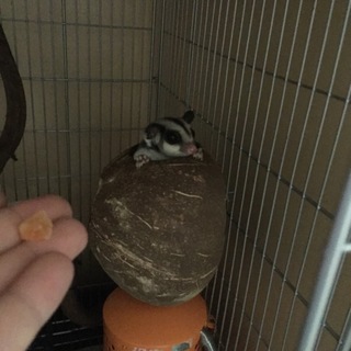 フクロモモンガ ♀1歳