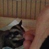 フクロモモンガ ♀1歳 サムネイル2