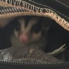フクロモモンガ ♀1歳 サムネイル3