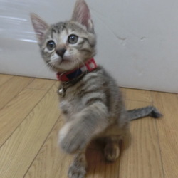 輪ゴムをつなげて手づくりおもちゃ