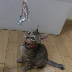 「輪ゴムをつなげて手づくりおもちゃ」サムネイル2