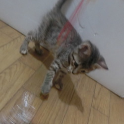 「輪ゴムをつなげて手づくりおもちゃ」サムネイル3