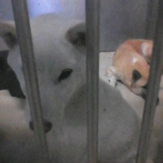 助けてください