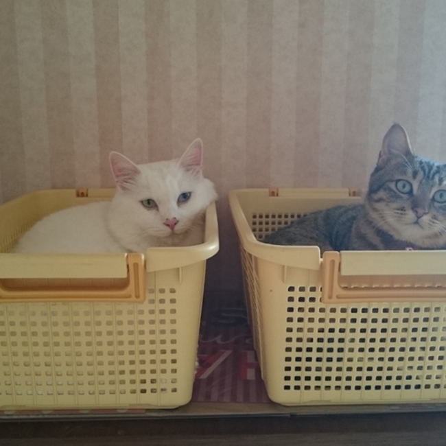 ろくはちのカバー写真