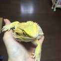 一時受付停止。フトアゴヒゲトカゲ