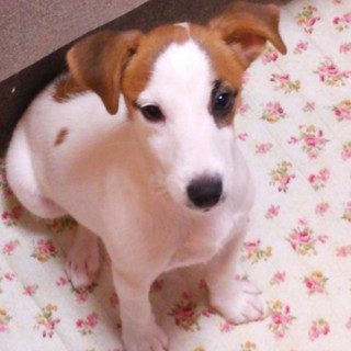 相談中のため一旦募集を停止いたします。