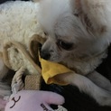 10カ月のチワワ