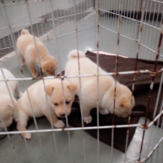 倉敷保健所仔犬多数！里親様募集!！