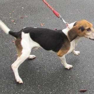 さみしがりやビーグルのゼル君