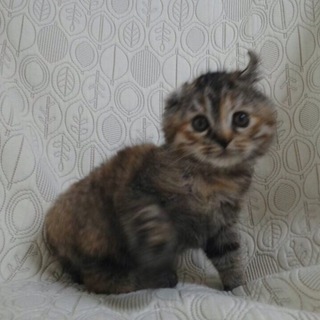 サビ柄長毛可愛くて賢い子です！