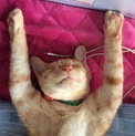 薄いクリーム色の茶トラ猫