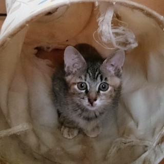 2か月くらいのべっぴんさん