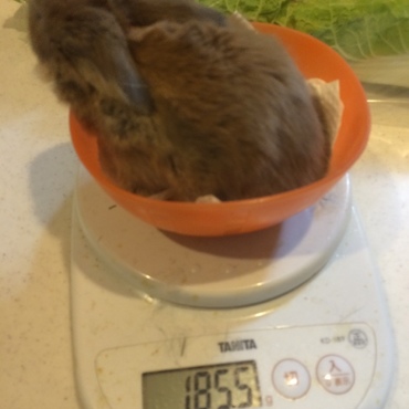 オレンジちゃん。この子は本当によく動いて、牧草が既におもちゃです。