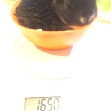 ブラックオターちゃん。気がついたら母うさのウンチ食べてたよ、すごいね。