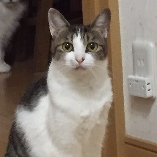 まあるい瞳、美猫のちえちゃん