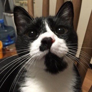 甘えん坊な好青年！おこめ王子