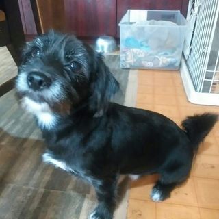 レン君、里親募集！　宜しくお願いします。