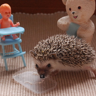 ☆ハリネズミ☆里親募集です☆