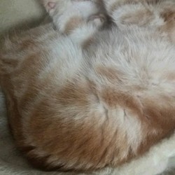 にゃんもないと