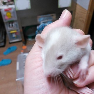 ファンシーラットベビーの里親様募集致します