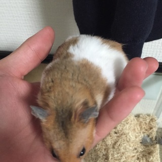 ゴールデンハムスターのオスです！