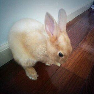 人懐っこい可愛いウサギ