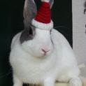 保護うさぎ：みおちゃん