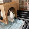 保護うさぎ：みおちゃん サムネイル6